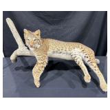 Bobcat Full Mount on Limb