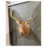 Elk Shoulder Mount