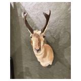 Antelope Shoulder Mount