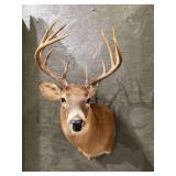 Whitetail Deer Shoulder Mount