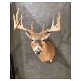Whitetail Deer Shoulder Mount