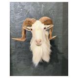 Domestic Sheep Shoulder Mount