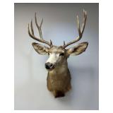Mule Deer Shoulder Mount