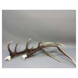 Pair of Elk Antlers w/ Skull Plates