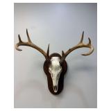 Whitetail Deer Skull & Antler Mount