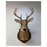 Whitetail Deer Shoulder Mount on Wood Plaque