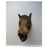 Wild Boar Shoulder Mount