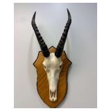 African Antelope Skull & Horn Mount