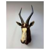 African Blesbok Shoulder Mount