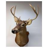 Whitetail Deer Shoulder Mount