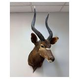 Greater Kudu Shoulder Mount
