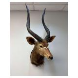 African Greater Kudu Shoulder Mount