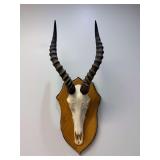 African Antelope Skull & Horn Mount