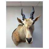 African Eland Shoulder Mount