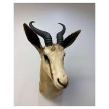 Springbok Shoulder Mount
