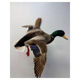 Mallard Duck Taxidermy Mount