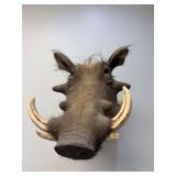 African Warthog Shoulder Mount