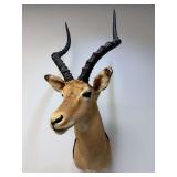 Impala Shoulder Mount