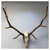Elk Skull & Antler Mount