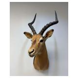 African Impala Shoulder Mount