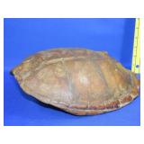 Turtle Shell