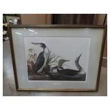 Framed Red Throated Loon Print