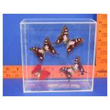 Butterfly Display