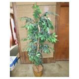 Ficus Tree 6Ft