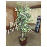 Ficus Tree - 78"T