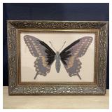 Framed butterfly print on linen