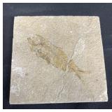 Fish fossil