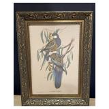 Framed Eastern Rosella birds print on linen