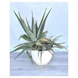 Aloe vera plant with ceramic planter