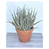 Large Aloe Vera plant with terra-cotta planter