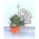 Aloe vera plant with Bauer-style ceramic planter