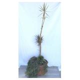 Dracaena marginata plant with terracotta planter