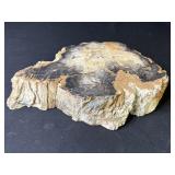 Petrified wood slab