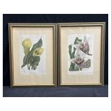 Pair of framed botanical chromolithographs on