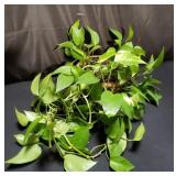 Live plant with terracotta planter