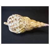 Large Caribbean Triton