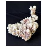 White coral specimen