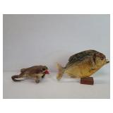 Taxidermy piranha and frog