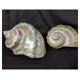 Pair of turban snail shell