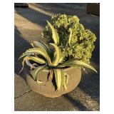 Live plant in pottery pot