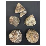 Group of wavy turban snail shells