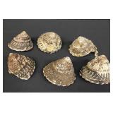 Group of wavy turban seashells