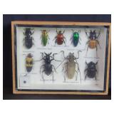 Collection of beetles preserved and mounded in a