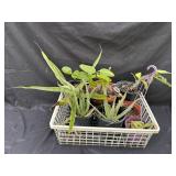 Crate of succulent plants