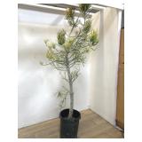 Larger "fire stickï¿½ pencil cactus