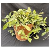 Terracotta pot with plant